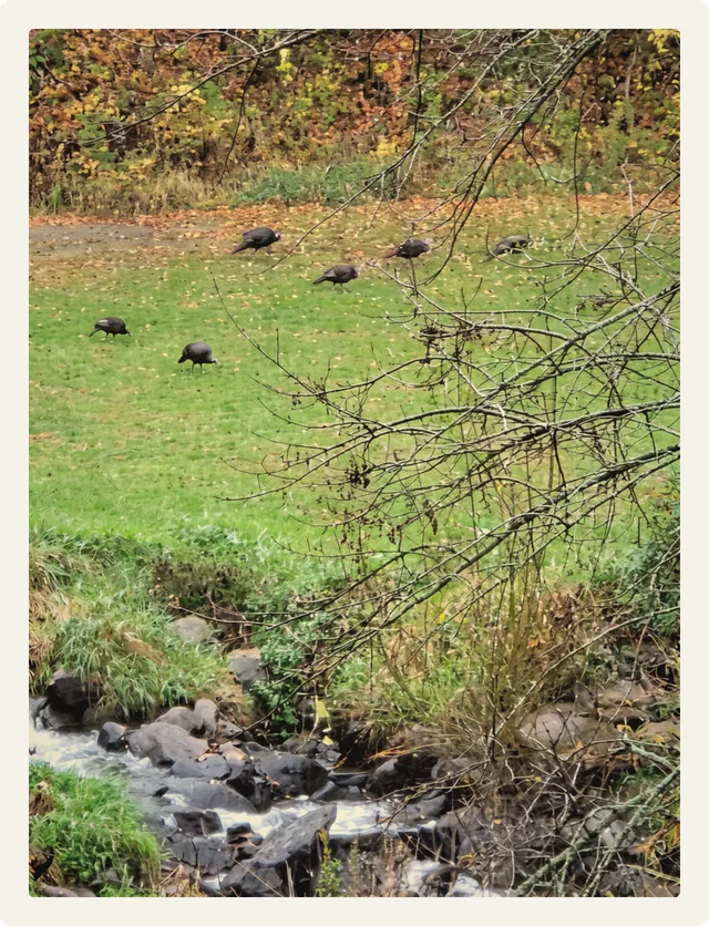 Wild turkeys on a fall lawn above the rocky creek